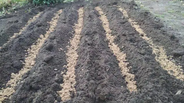 Reproduction and cultivation of wild rose from seeds at home