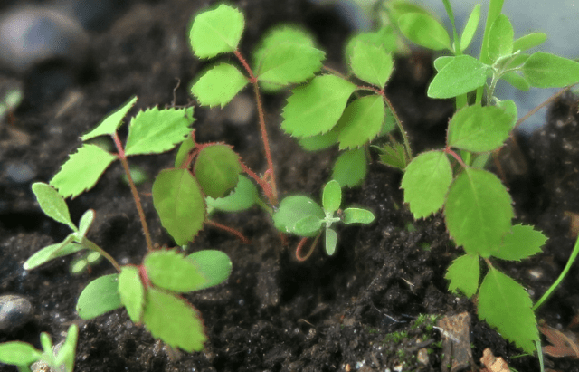 Reproduction and cultivation of wild rose from seeds at home