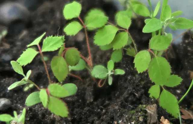 Reproduction and cultivation of wild rose from seeds at home