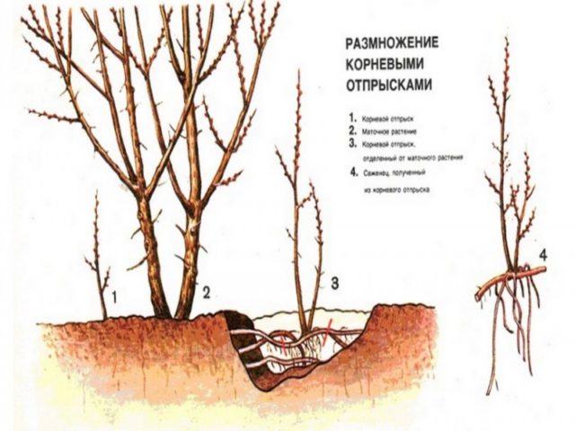 Reproduction of apricot at home