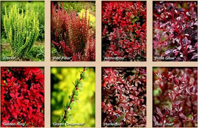 Reproduction of barberry cuttings: spring, summer and autumn