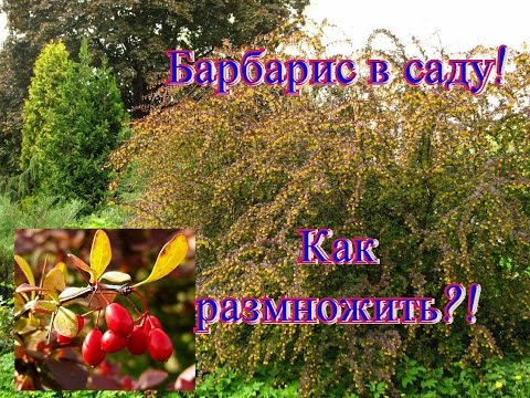 Reproduction of barberry cuttings: spring, summer and autumn