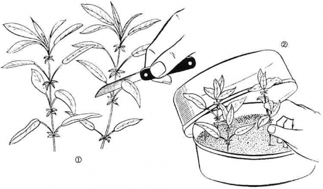 Reproduction of barberry cuttings: spring, summer and autumn