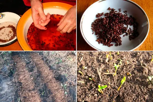 Reproduction of barberry cuttings: spring, summer and autumn