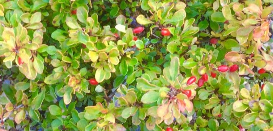 Reproduction of barberry cuttings: spring, summer and autumn