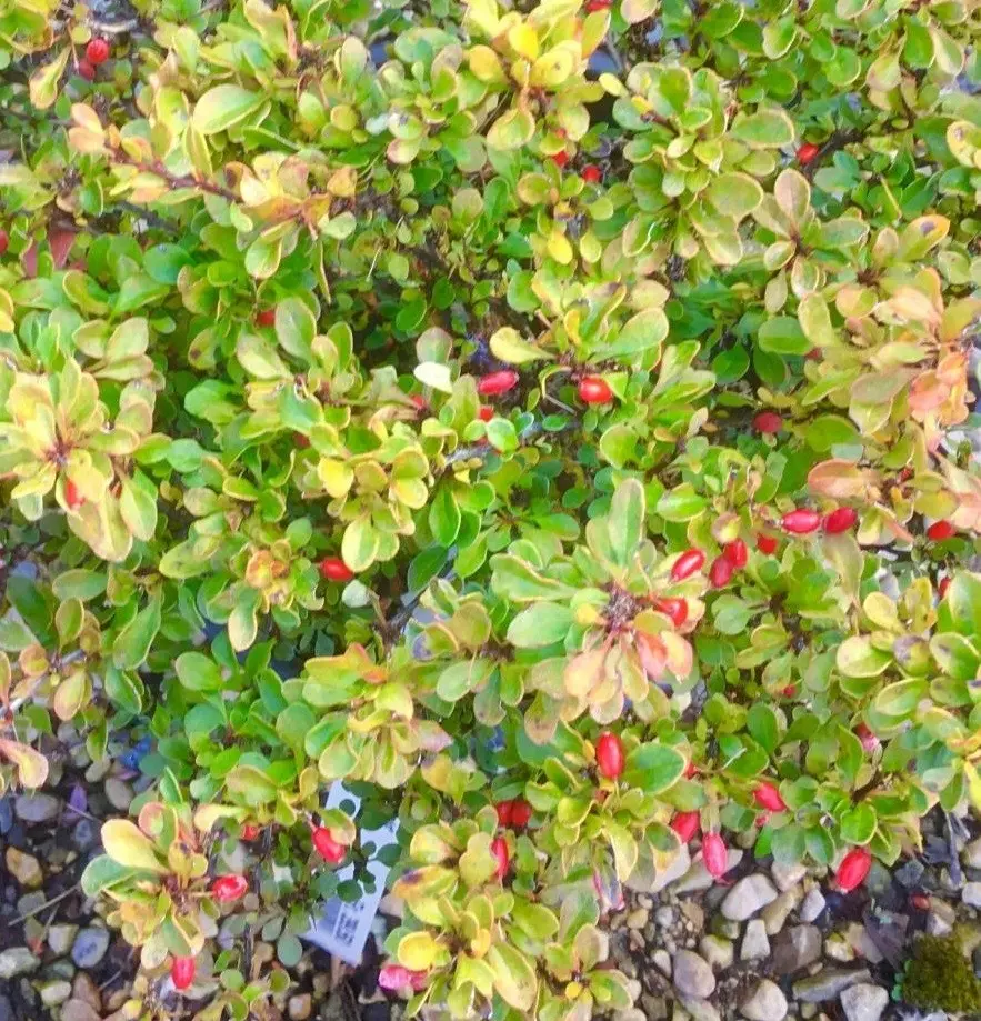 Reproduction of barberry cuttings: spring, summer and autumn