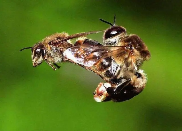 Reproduction of bees naturally and artificially