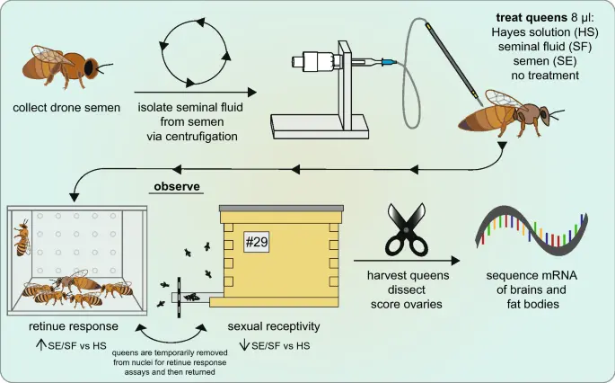 Reproduction of bees naturally and artificially