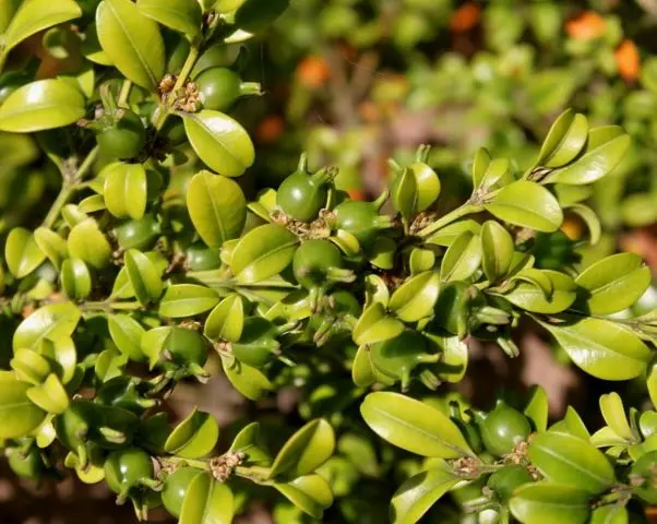 Reproduction of boxwood