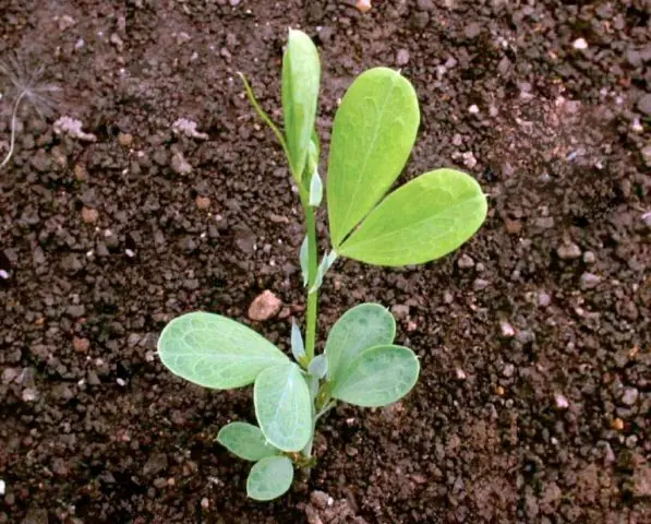 Reproduction of boxwood