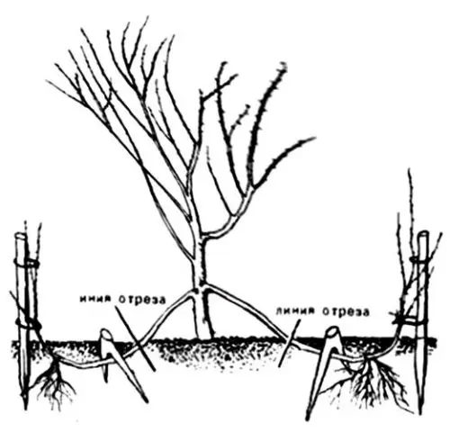 Reproduction of boxwood