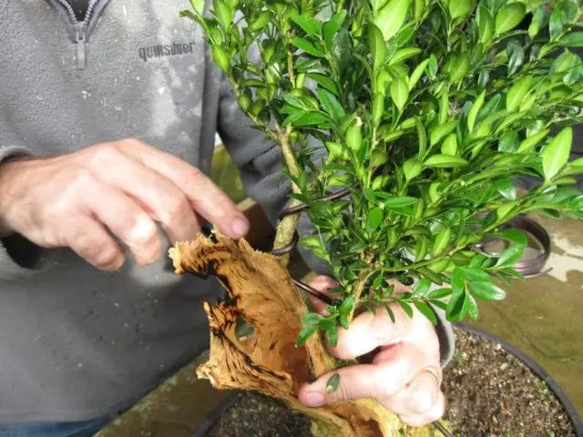 Reproduction of boxwood