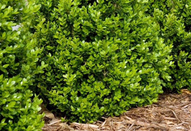 Reproduction of boxwood cuttings in spring, autumn and winter