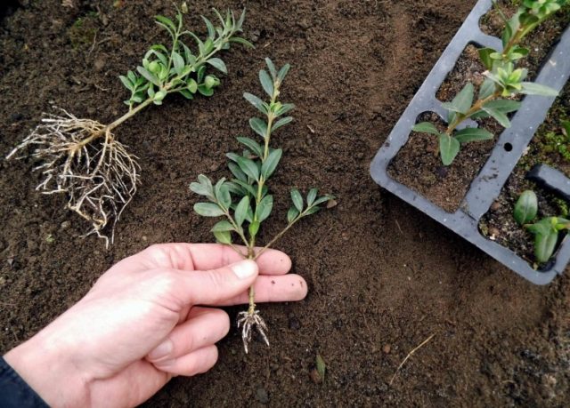 Reproduction of boxwood cuttings in spring, autumn and winter