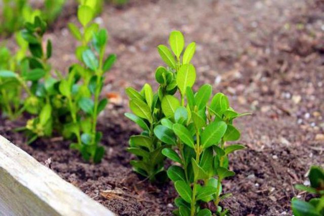 Reproduction of boxwood cuttings in spring, autumn and winter