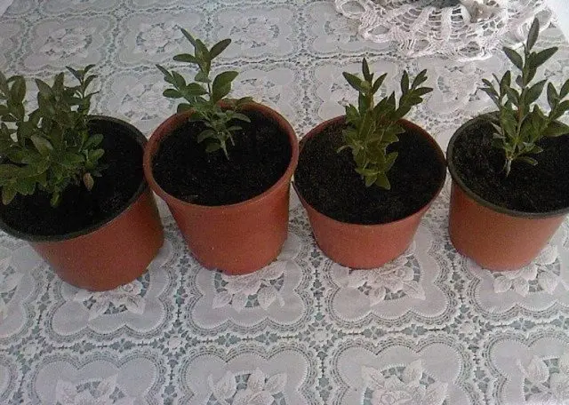 Reproduction of boxwood cuttings in spring, autumn and winter