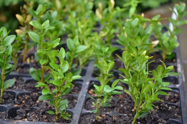 Reproduction of boxwood cuttings in spring, autumn and winter