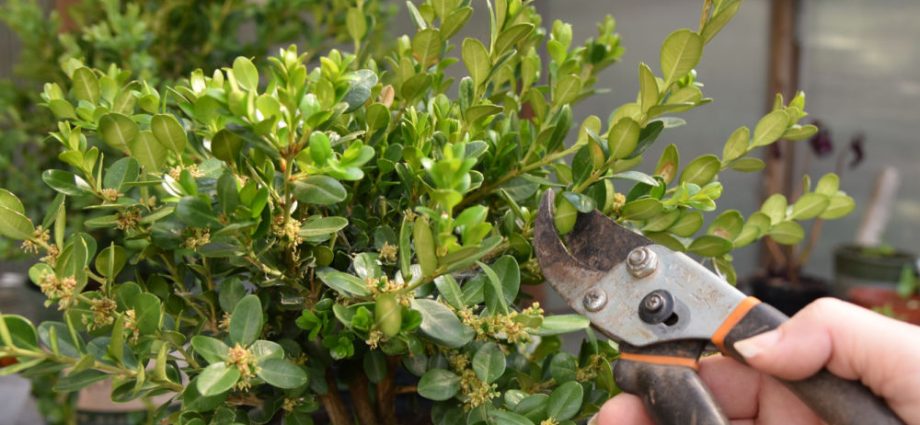 Reproduction of boxwood cuttings in spring, autumn and winter