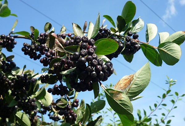 Reproduction of chokeberry ashberry