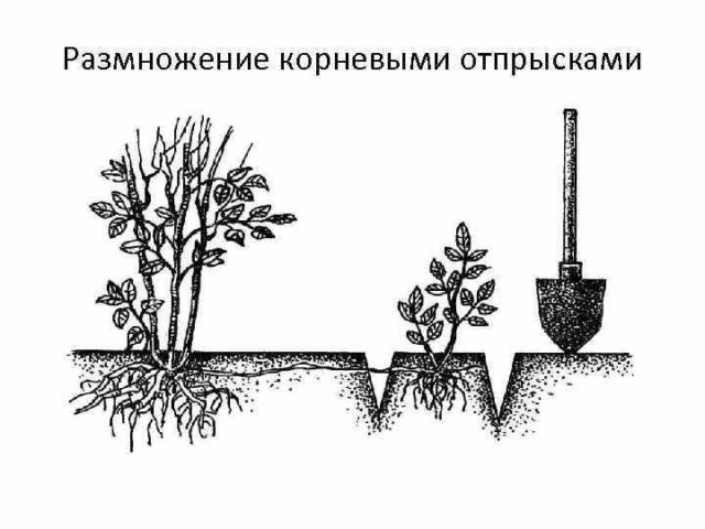 Reproduction of chokeberry ashberry