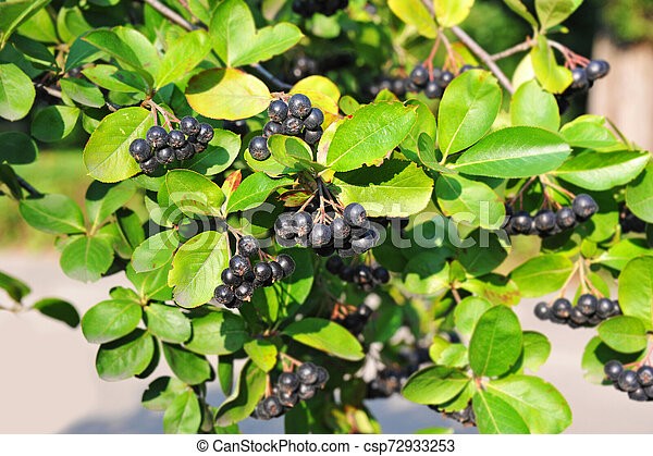 Reproduction of chokeberry ashberry