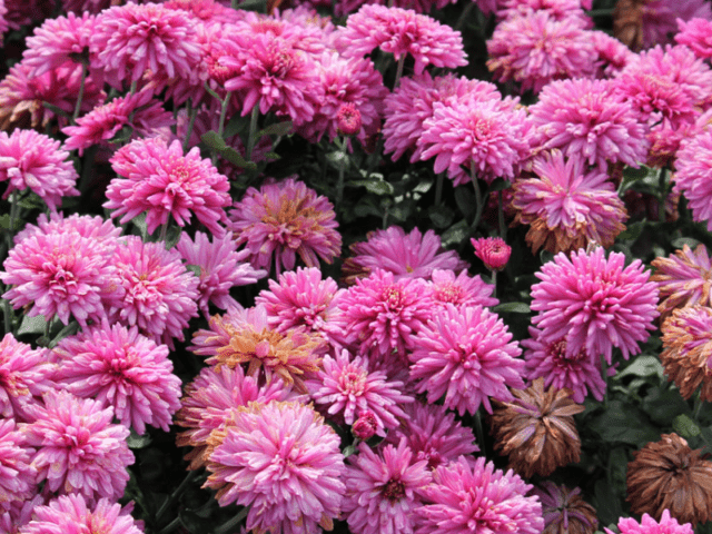 Reproduction of chrysanthemums at home and in the garden