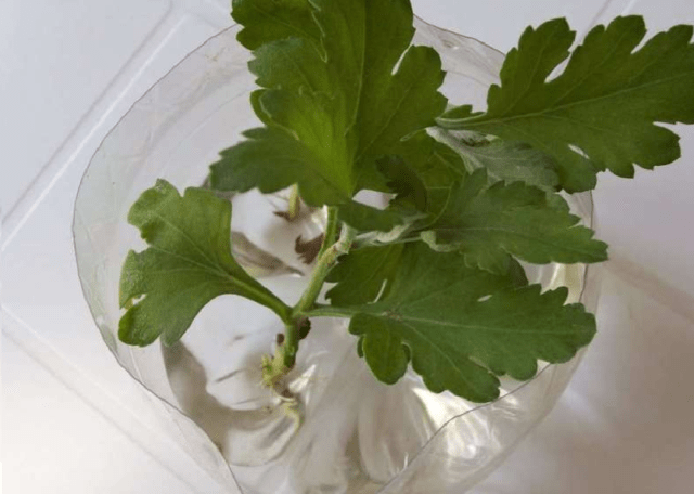 Reproduction of chrysanthemums at home and in the garden