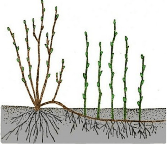 Reproduction of chrysanthemums at home and in the garden