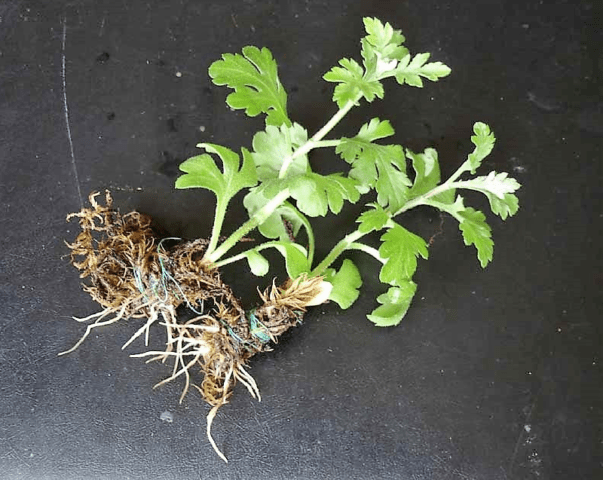 Reproduction of chrysanthemums at home and in the garden