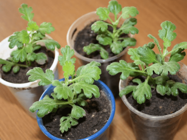 Reproduction of chrysanthemums at home and in the garden