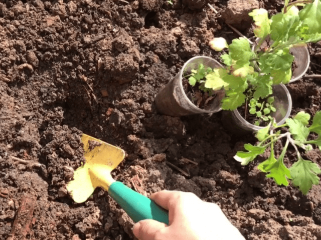 Reproduction of chrysanthemums at home and in the garden