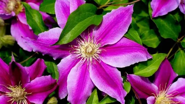 Reproduction of clematis cuttings in summer