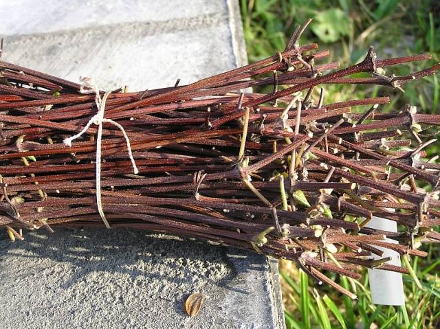 Reproduction of clematis cuttings in summer