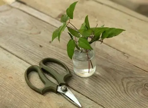 Reproduction of clematis cuttings in summer