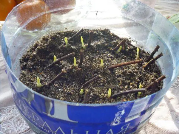 Reproduction of clematis cuttings in summer