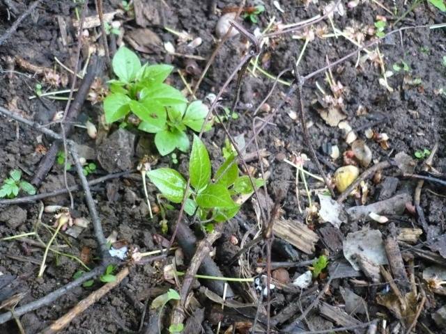 Reproduction of clematis cuttings in summer