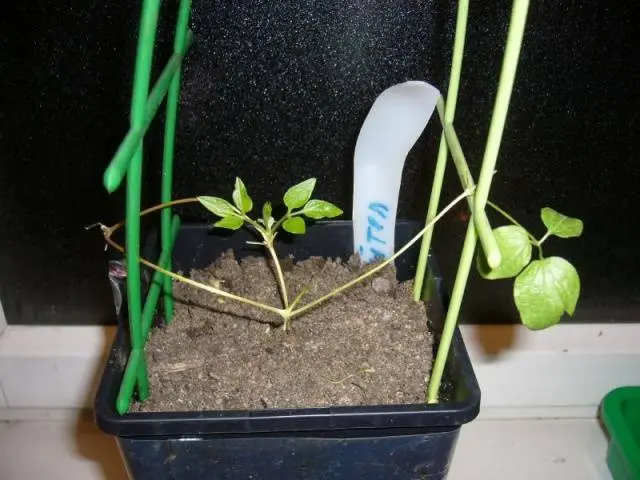 Reproduction of clematis cuttings in summer