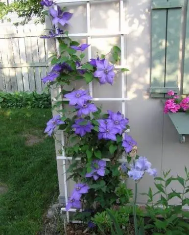 Reproduction of clematis cuttings in summer