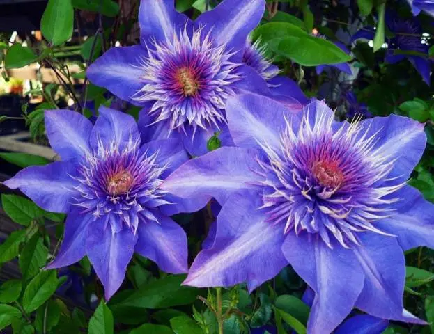 Reproduction of clematis cuttings in summer