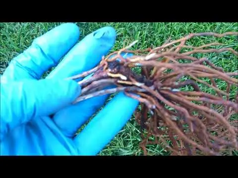 Reproduction of clematis cuttings in summer