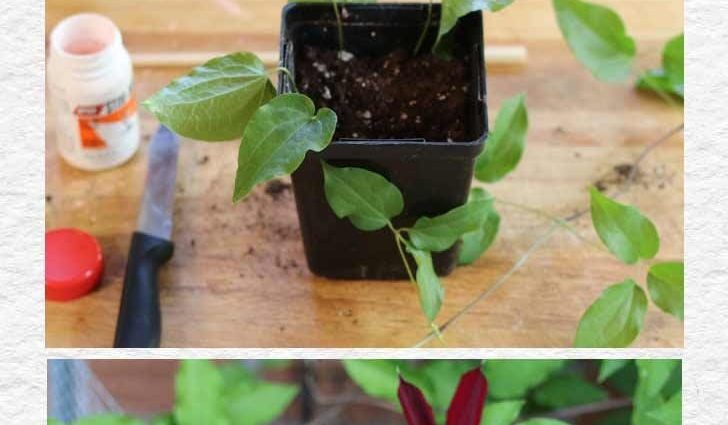 Reproduction of clematis cuttings in summer