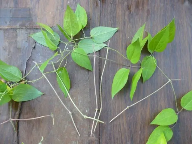 Reproduction of clematis cuttings in summer