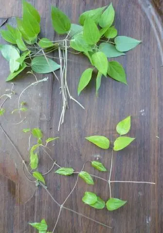 Reproduction of clematis cuttings in summer