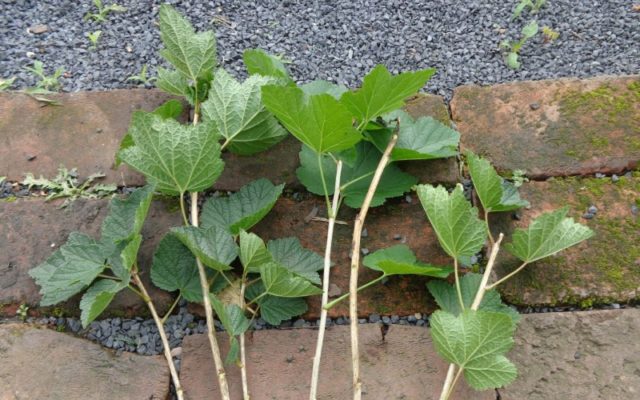 Reproduction of currant cuttings: in summer in August, in spring