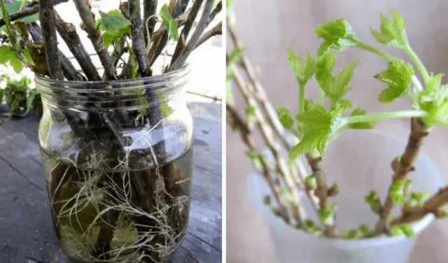 Reproduction of currant cuttings: in summer in August, in spring