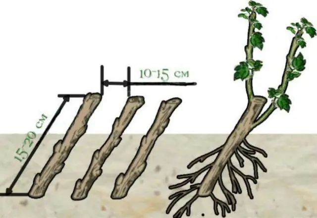 Reproduction of currant cuttings: in summer in August, in spring