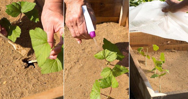 Reproduction of currant cuttings: in summer in August, in spring