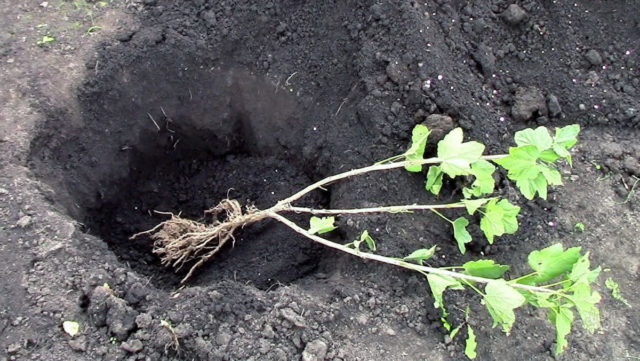 Reproduction of currant cuttings: in summer in August, in spring