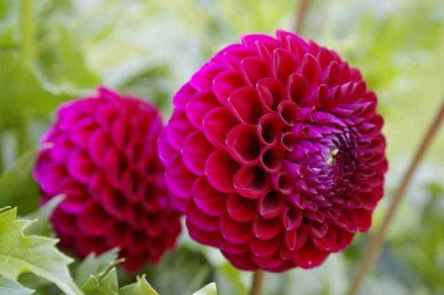 Reproduction of dahlias