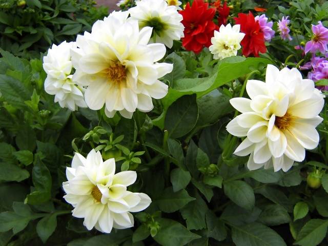 Reproduction of dahlias